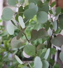 Eucalyptus Silver Dollar Grown By Shady Grove Gardens Silver Plant Eucalyptus Spring Garden