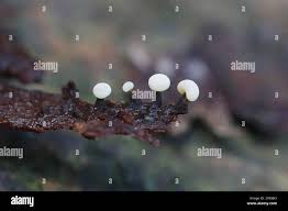 Image result for Melanospermum