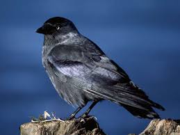 Jackdaws (Novel) - Wikipedia