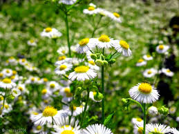 初夏の草花 | 日刊わしら - HIROSHIMA DAILY WASHIRA