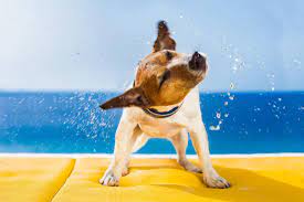Why Do Dogs Shake Tremble Or Shiver Cesar S Way