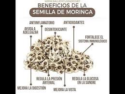 Beneficios De La Semilla De Moringa Oleifera Para Que Sirve Planta Medicinal Efectos Secundarios Youtube Semilla De Moringa Moringa Moringa Para Adelgazar