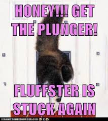 We did not find results for: Lolcats Fat Lol At Funny Cat Memes Funny Cat Pictures With Words On Them Lol Cat Memes Funny Cats Funny Cat Pictures With Words On