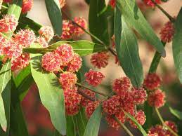Acacia Leprosa Scarlet Blaze Wikipedia