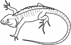 Download this running horse printable to entertain your child. Drawing Iguana 8952 Animals Printable Coloring Pages