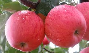 Find the perfect tree for your needs today & have it delivered to your doorstep! Dwarf Fuji Apple Yalca Fruit Trees
