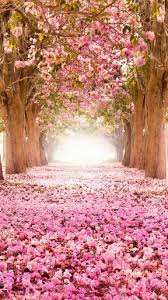 8k uhd tv 16:9 ultra high definition 2160p 1440p 1080p 900p 720p ; Cherry Blossom Wallpaper Kolpaper Awesome Free Hd Wallpapers