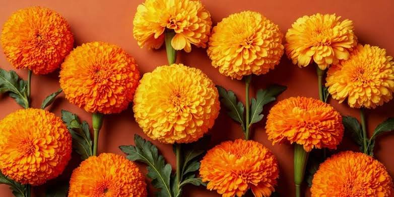 Facts About Marigold Flower: Uses, Benefits & Learning for Kids