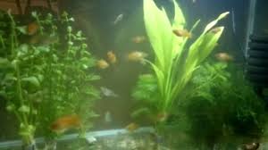 75 platy fry evolution