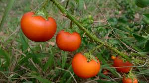 Image result for Solanum capsicoides