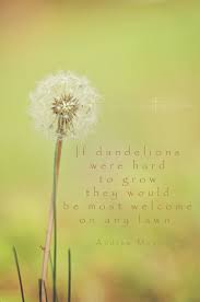 Joy In His Presence Photography Dandelion Quotes Dandelion Make A Wish