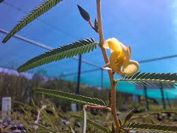 Image result for Chamaecrista absus