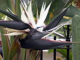 Strelitzia Reginae Bird Of Paradise Plant Varieties How To Grow Bird Of Paradise From Seed Hunker Birds Of Paradise Birds Of Paradise Plant Paradise Plant