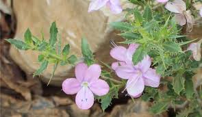 Image result for Barleria sp. D (near holubii)