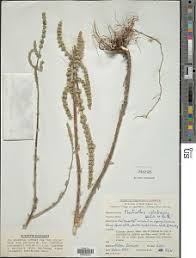 Image result for Coleus cylindraceus