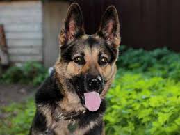 The east european shepherd has an active defensive reaction, distrusts strangers and can be aggressive when needed but under no circumstances it should be inclined to unmotivated aggression. East European Shepherd Price Temperament Life Span