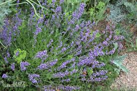 We did not find results for: Purple Perennial Flowers 24 Brilliant Choices For Gardens