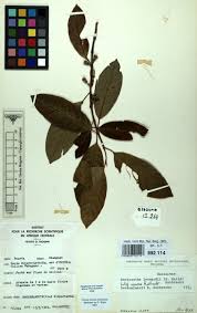 Image result for Sericanthe