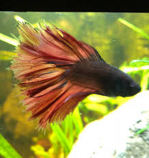 Swim bladder disease (sbd) or bloat. Does My Betta Have Fin Rot Or Is He Just Nipping His Fins Album On Imgur