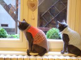 Loane a dressé pour vous le 05/04/2015 à 17h19 la liste des ressources les plus pertinentes pour vous aider à tricoter et répondre à votre question tricoter un manteau pour chat. Modele Tricot Pull Pour Chat Vetement Pour Chat Manteau Pour Chien Tricot Pour Chien