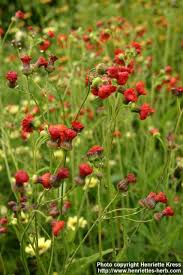 Image result for Emilia coccinea