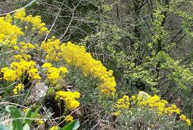 Image result for Aurinia