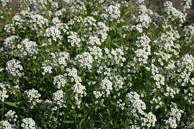 Silver Falls Seed Company Alyssum Sweet Tall White