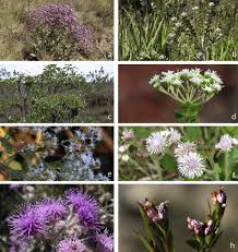 Image result for Stomatanthes