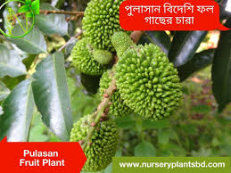 Want to have fruit tree? The Best Pulasan Fruit Tree Nursery Plants 2021