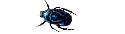 Contact us today for beetle pest control in greater metro area mn. Blue Beetle Pest Management Of Kansas City Mo J29 Creative