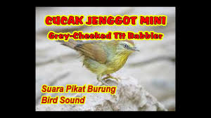 Jenis burung ini dapat dijumpai mulai dari filipina, indonesia bagian timur, papua nugini, kepulauan solomon sampai ke australia.burung ini pandai menirukan berbagai macam suara sampai suara manusia, tak hiran jika burung ini bertasbih. Suara Pikat Cucak Jenggot Mini Ciung Air Jawa Ampuh Anti Zonk Youtube