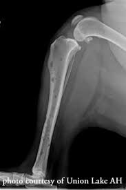 Immune mediated polyarthritis (impa) is a disease in which the immune system mounts an inflammatory response within the joints, causing pain, swelling and difficulty walking. Animal Surgical Center Of Michigan Veterinarian In Flint Mi