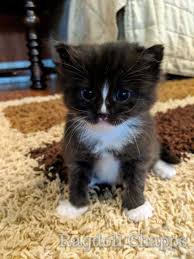 Black And White Ragdoll Cat For Sale Black Ragdolls Cat Ragdolls Cat As Breeders Can Ragdolls Be Black Ragdoll Cat Colors Ragdoll Cats For Sale Ragdoll Cat