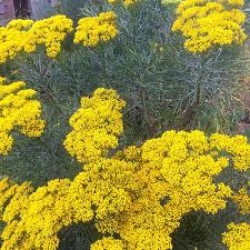 Image result for Phymaspermum