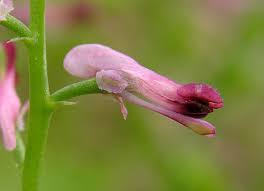 Image result for Fumaria abyssinica