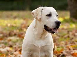 Labrador and golden retriever lovers. As 5 Melhores Racoes Para Labrador Em 2021 Amor Aos Pets