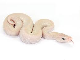 (central) african rock python など）はニシキヘビ科ニシキヘビ属に分類されるヘビである。かつてナタールニシキヘビ (学名: çš†æ†§ã‚Œã‚‹ãƒ›ãƒ¯ã‚¤ãƒˆã‚¹ãƒãƒ¼ã‚¯ ç™½è›‡ ãƒœãƒ¼ãƒ«ãƒ'ã‚¤ã‚½ãƒ³ç·¨ Drm Repfarm