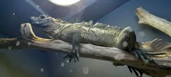 Image result for Volusia amboinensis