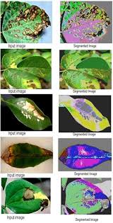 List of foliage plant diseases (cactaceae) list of caneberries diseases. Detection Of Plant Leaf Diseases Using Image Segmentation And Soft Computing Techniques Sciencedirect
