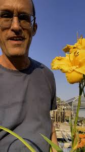 Daylily vs Asiatic Lily