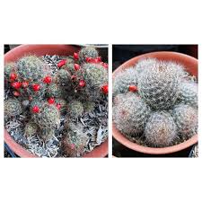 Echinocactus grusonii merupakan tanaman hias yang memiliki bentuk unik. Kaktus Mammillaria Prolifera Kaktus Mamilaria Tanaman Hias Murah Sukulen Tanaman Langka Bunga Unik Shopee Indonesia