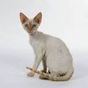 Devon Rex and Cornish Rex Cats - Pawversity