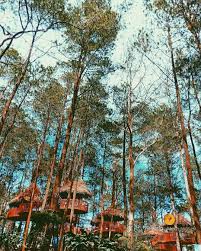 Jatim park 2 berada di jl. Sky Treetop Di Kopeng Treetop Semarang Image From Antonzvideochannel Semarang Liburan Perjalanan