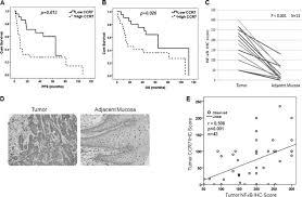 These ligands are expressed in the secondary lymphoid organs. Chemokine Receptor 7 Ccr7 Gene Expression Is Regulated By Nf Kb And Activator Protein 1 Ap1 In Metastatic Squamous Cell Carcinoma Of Head And Neck Scchn Journal Of Biological Chemistry