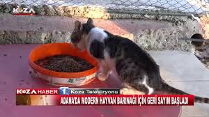 Adana Da Modern Hayvan Barinagi Icin Geri Sayim Basladi Youtube