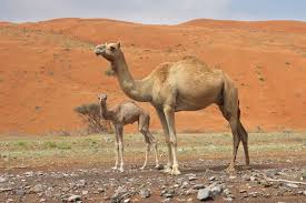 Male dromedaries have a soft palate, which they inflate to produce a deep pink sack, which is often mistaken for a tongue, called a doula in. Pin On Desert