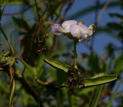 Image result for Psophocarpus scandens