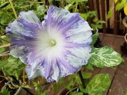 Image result for Ipomoea magnusiana