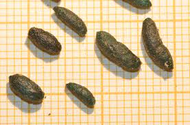 Fotos de sus heces en el alféizar de mi ventana. Excrementos De Raton Y De Murcielago El Desinsectador Y Desratizador