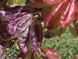 Image result for Lessertia pauciflora